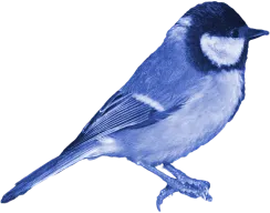 ceci est une imge qui represente un moineau vue de profil